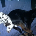 my doggies resting :)