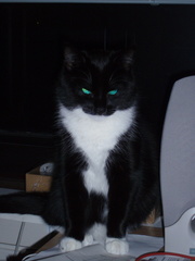 Demon cat is watching you exp...