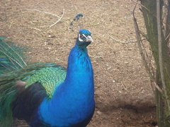 Pro pic of peacock taken by me 