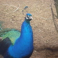 Pro pic of peacock taken by me <3