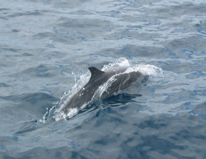 Bastard dolphin... there were a dozen or so all around us for 30 minutes. I took 80 pictures and got 79 odd pictures of water and this one where the dolphin failed to hide fast enough.