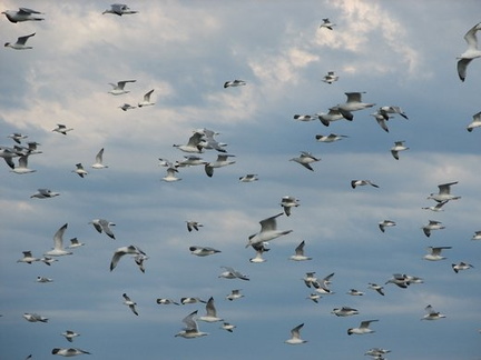 July and August I spend on seagull rookery. Many things I own have white polka dots.
