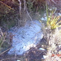 Heaphy Track - yet another frozen puddle
