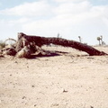 A fallen Joshua tree--an ugly^H^H^H^Hawesome tree that only grows in the Mojave desert.