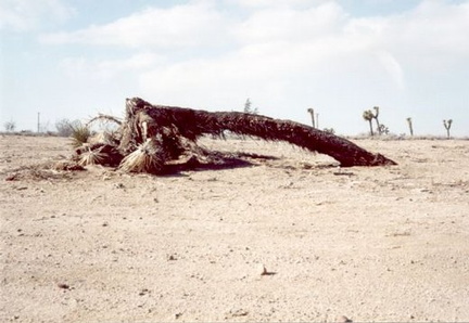 A fallen Joshua tree--an ugly^H^H^H^Hawesome tree that only grows in the Mojave desert.