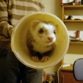 Due to popular demand, Coen in a tube