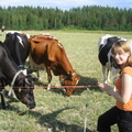 Cows are my friends! <3