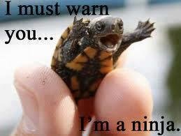 We need a turtle race!, turtle monk, Mmmm....